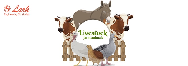 about-livestock-industry-poultry-cattle-aqua