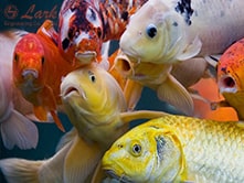 fish-farming-and-fish-feed-machines