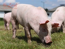 pig-farming-and-pig-feed-machines