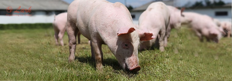 pig-farming-and-pig-feed-machines