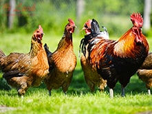 poultry-farming-and-poultry-machines